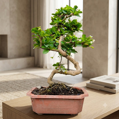 Carmona Flowering Indoor Bonsai Tree – 5 Years, Plastic Pot