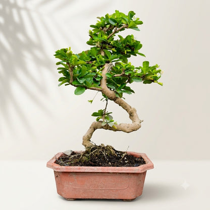 Carmona Flowering Indoor Bonsai Tree – 5 Years, Plastic Pot