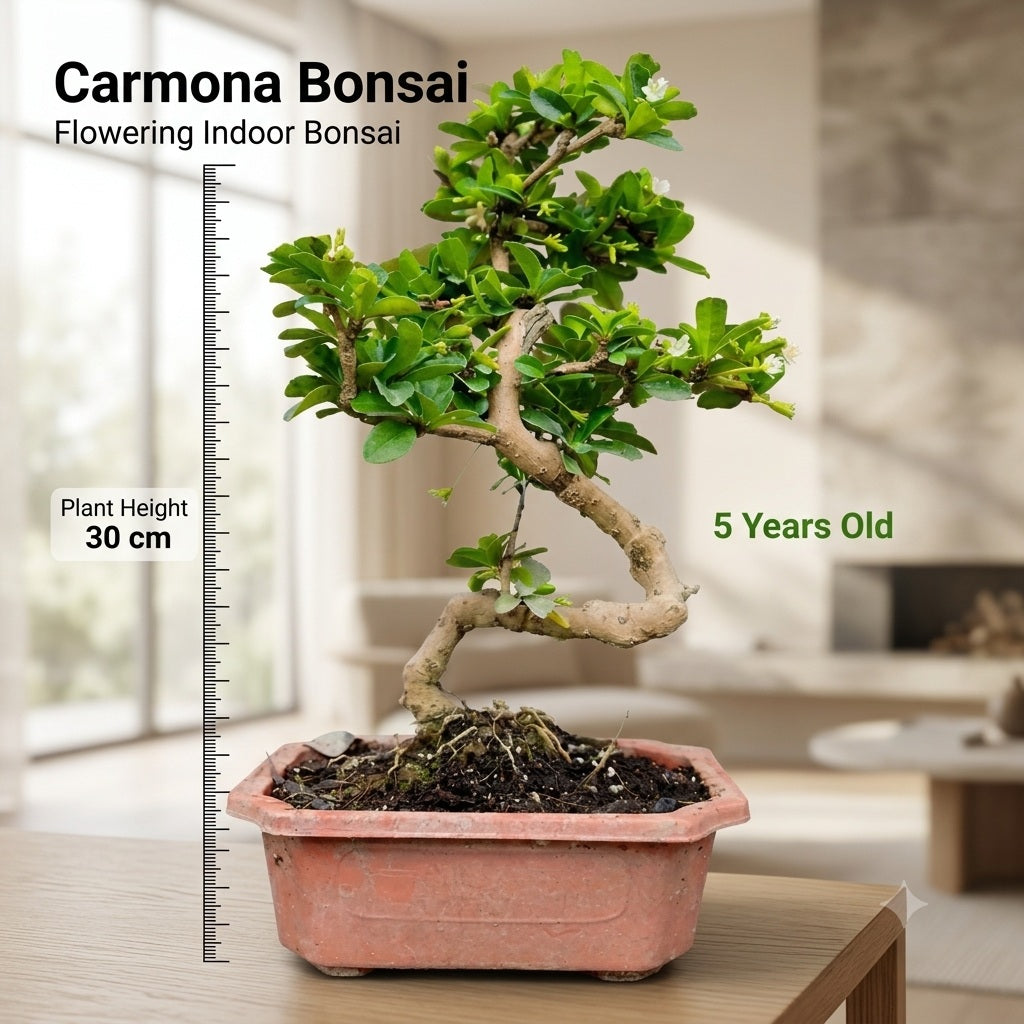 Carmona Flowering Indoor Bonsai Tree – 5 Years, Plastic Pot