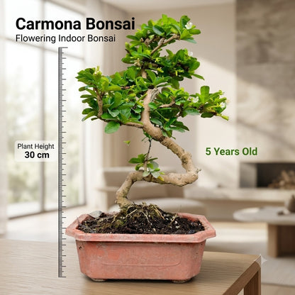 Carmona Flowering Indoor Bonsai Tree – 5 Years, Plastic Pot