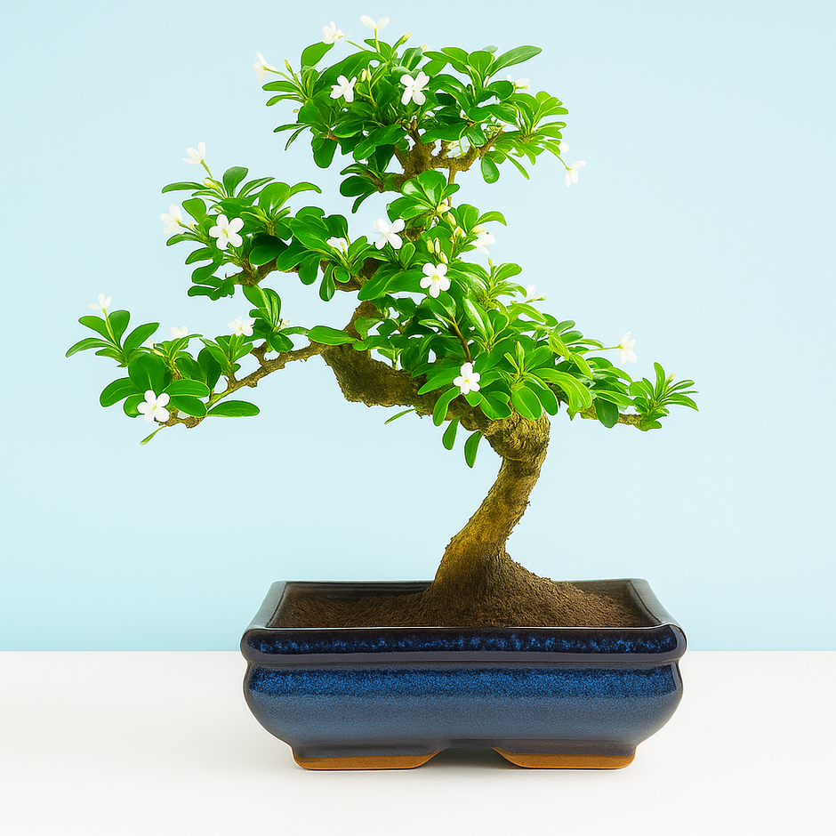 Buy Bonsai Plants & Trees Online in India | 47+ Live Bonsai – Abana Homes