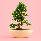 Boat Shaped Ceramic Pot for House Plants | Large Bonsai Planter