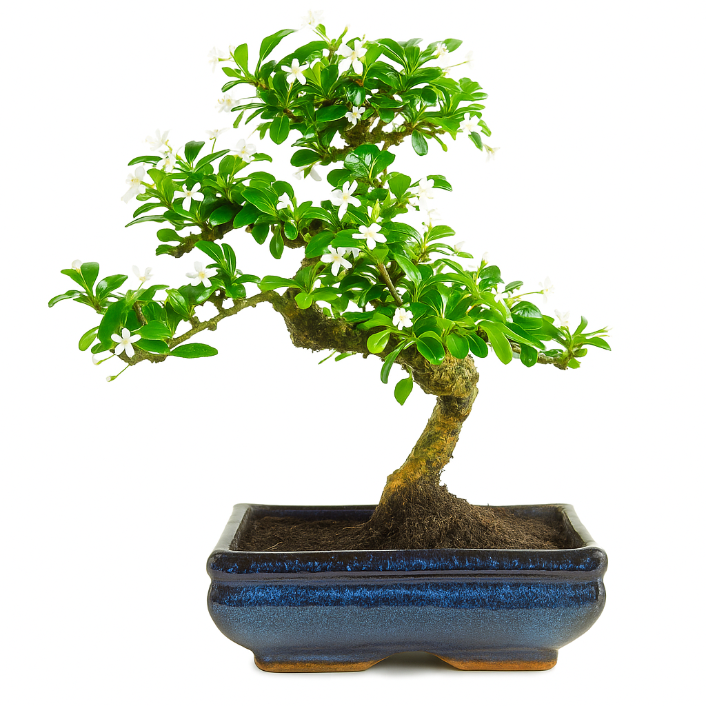 5-Year-Old Indoor Carmona Flowering Bonsai Plant in Blue Pot