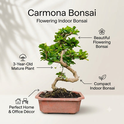 Carmona Flowering Indoor Bonsai Tree – 5 Years, Plastic Pot