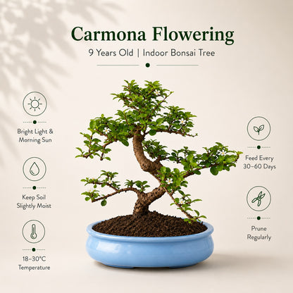 Carmona Flowering Indoor Bonsai Tree – 9 Years, Blue Oval Pot