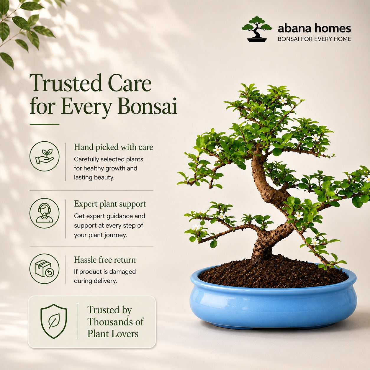 Carmona Flowering Indoor Bonsai Tree – 9 Years, Blue Oval Pot