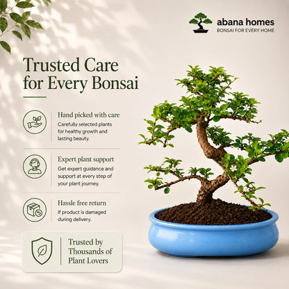 Carmona Flowering Indoor Bonsai Tree – 9 Years, Blue Oval Pot