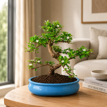 Carmona Flowering Indoor Bonsai Tree – 9 Years, Blue Oval Pot
