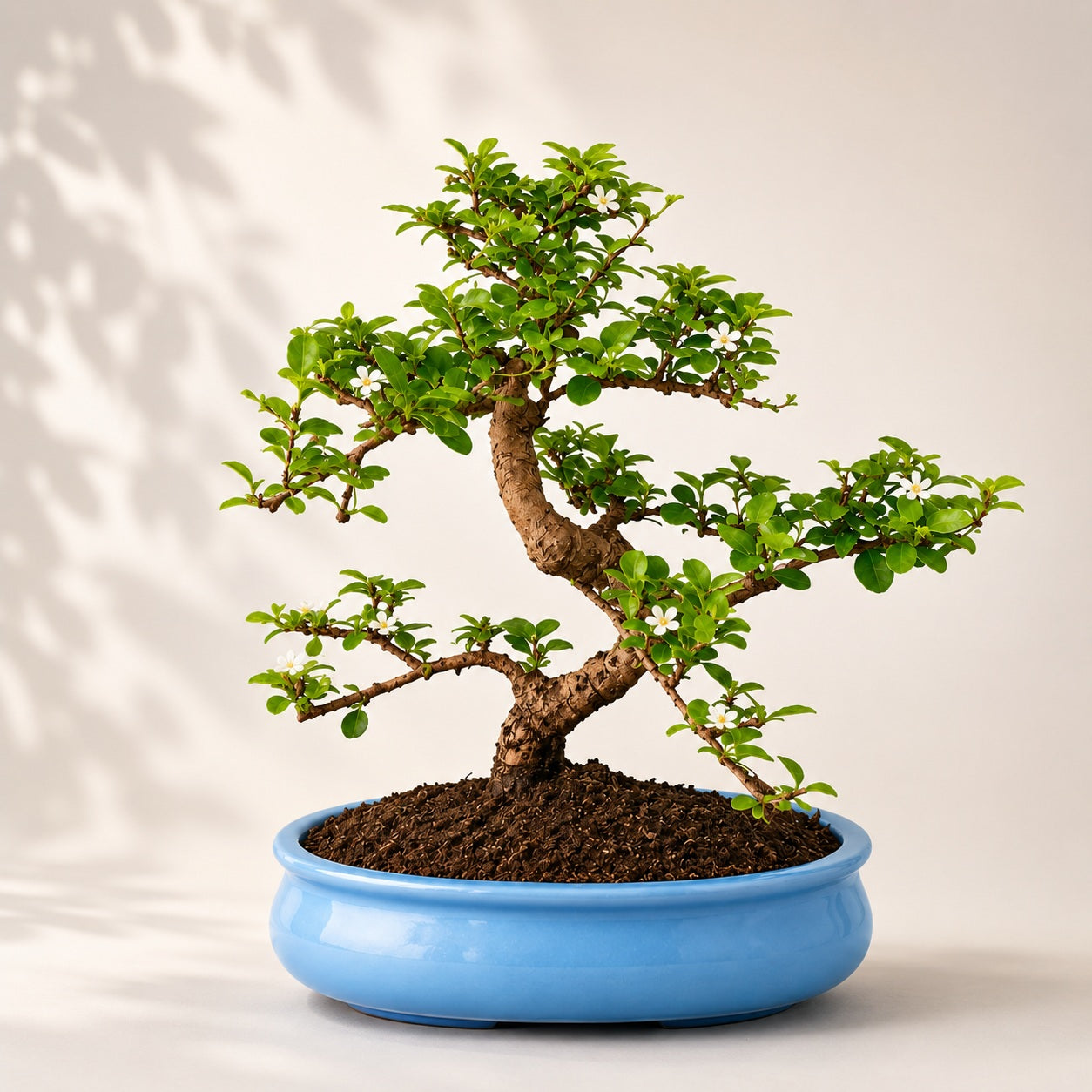 Carmona Flowering Indoor Bonsai Tree – 9 Years, Blue Oval Pot