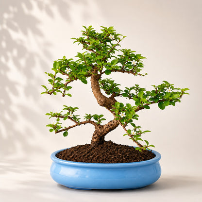 Carmona Flowering Indoor Bonsai Tree – 9 Years, Blue Oval Pot