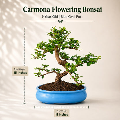 Carmona Flowering Indoor Bonsai Tree – 9 Years, Blue Oval Pot