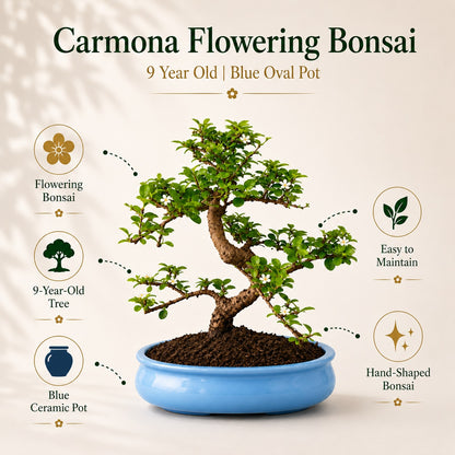 Carmona Flowering Indoor Bonsai Tree – 9 Years, Blue Oval Pot