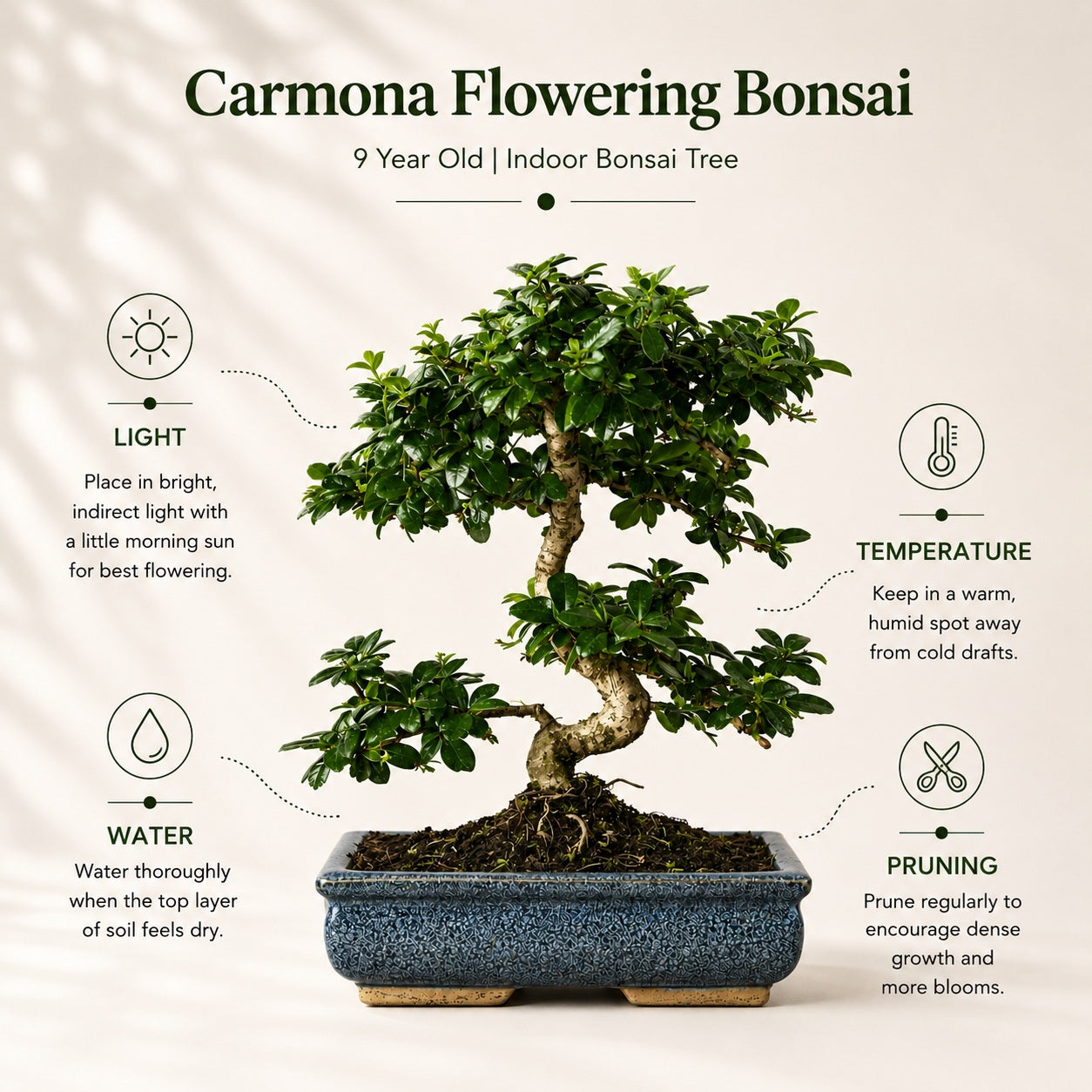 Carmona Flowering Indoor Bonsai Tree – 9 Years, Blue Ceramic Pot