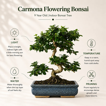 Carmona Flowering Indoor Bonsai Tree – 9 Years, Blue Ceramic Pot