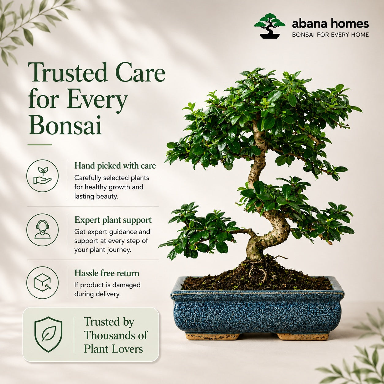 Carmona Flowering Indoor Bonsai Tree – 9 Years, Blue Ceramic Pot