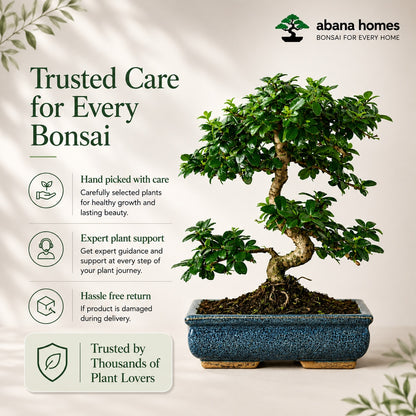 Carmona Flowering Indoor Bonsai Tree – 9 Years, Blue Ceramic Pot