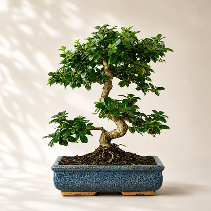 Carmona Flowering Indoor Bonsai Tree – 9 Years, Blue Ceramic Pot