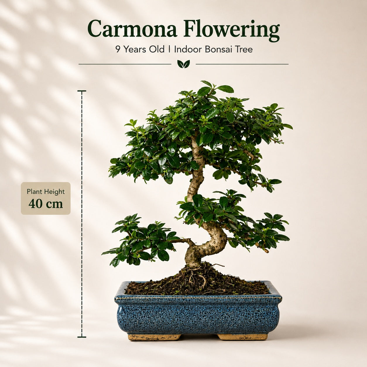 Carmona Flowering Indoor Bonsai Tree – 9 Years, Blue Ceramic Pot