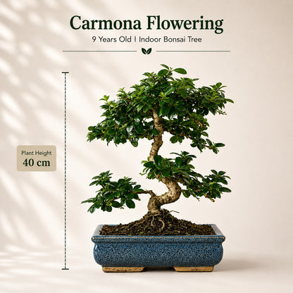 Carmona Flowering Indoor Bonsai Tree – 9 Years, Blue Ceramic Pot