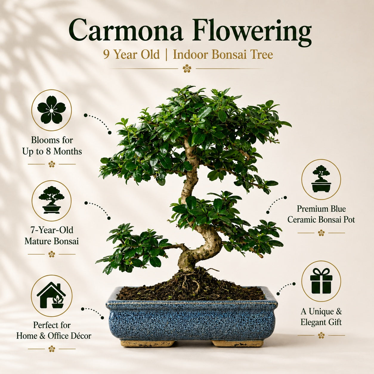 Carmona Flowering Indoor Bonsai Tree – 9 Years, Blue Ceramic Pot