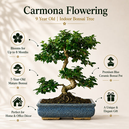 Carmona Flowering Indoor Bonsai Tree – 9 Years, Blue Ceramic Pot