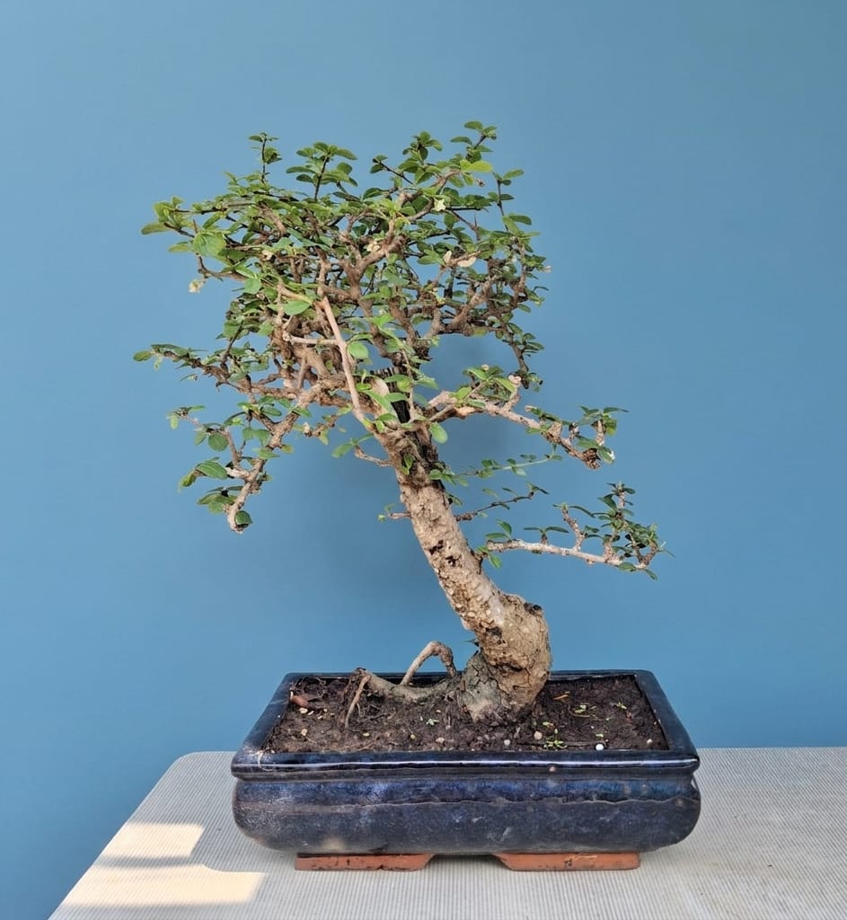 15-Year-Old Flowering Carmona (Fukien Tea) Bonsai Tree
