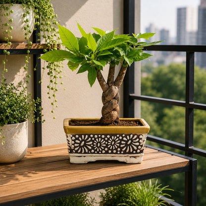 Carved Ceramic Bonsai Pot | 22 cm Decorative Planter