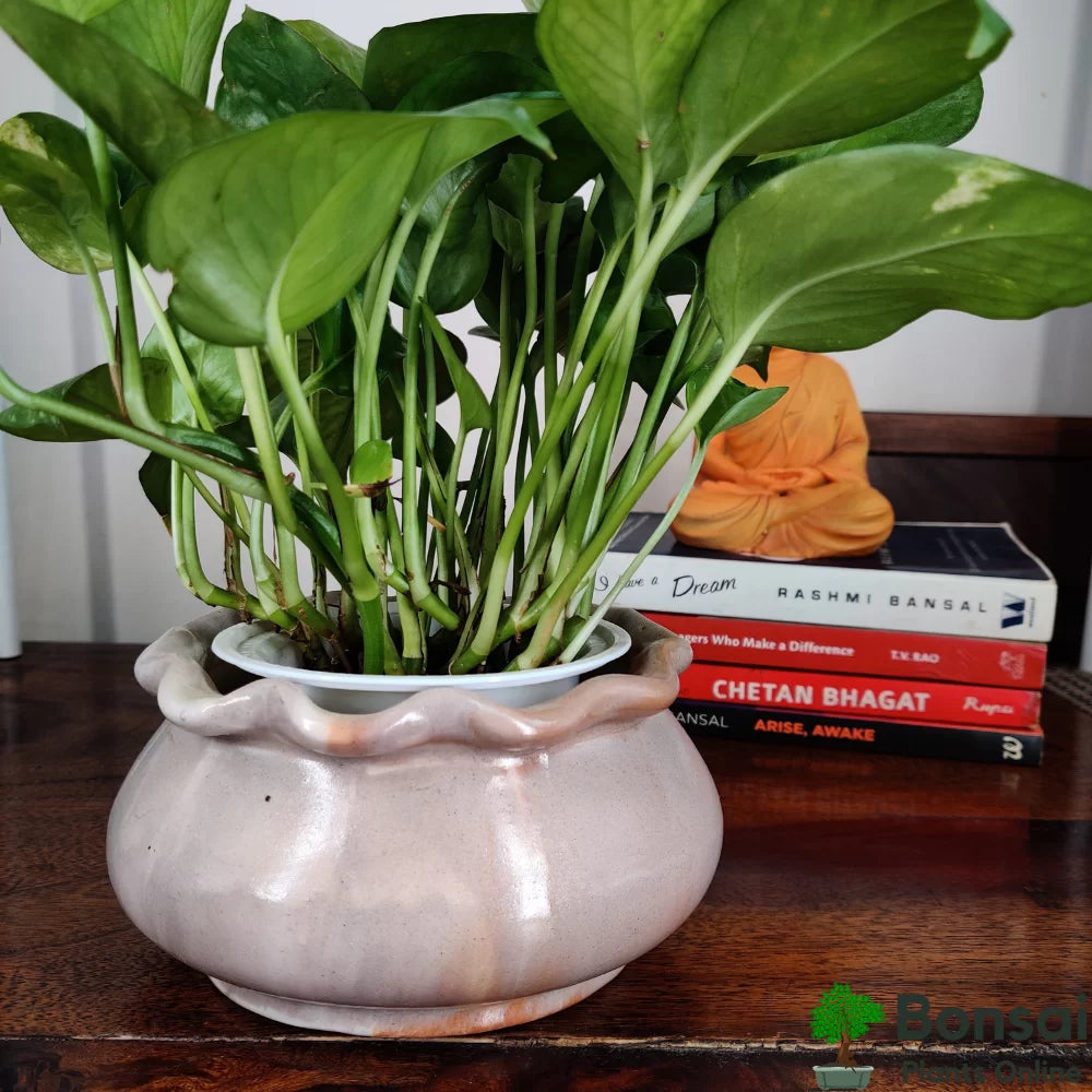 Ceramic Bonsai Pot | 14 cm / 5.5 Inch Indoor Plant Pot