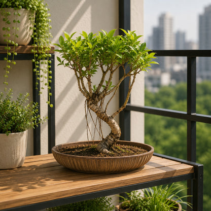 Ceramics Bonsai Planter Large Bonsai Planter 43cm / 17 Inches