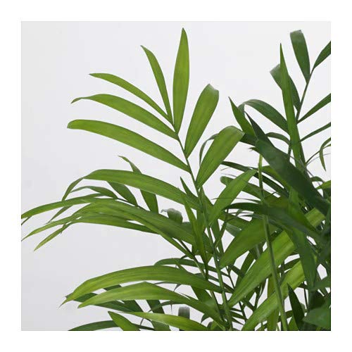 Buy Chamaedorea Mini Palm with Ceramic Pot - Abana Homes