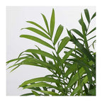 Chamaedorea Mini Palm