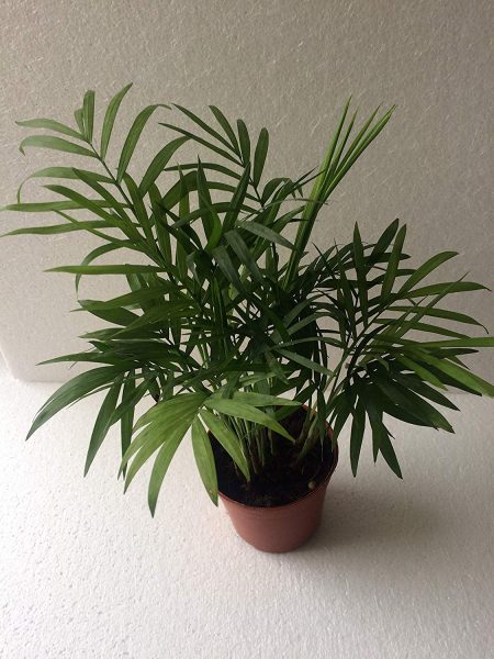 Buy Chamaedorea Mini Palm with Ceramic Pot - Abana Homes