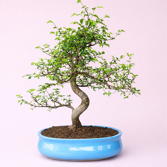 Chinese Elm Bonsai Plant 12 Years 40 CM