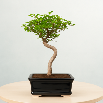 Chinese Elm Indoor Bonsai Tree – 5 Years, White Rectangular Pot