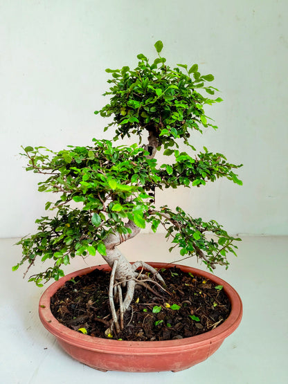 Stylish MultiCurve Chinese Elm Bonsai Tree 15 Years 45 cm PP Pot