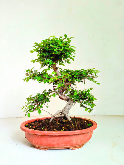 Stylish MultiCurve Chinese Elm Bonsai Tree 15 Years 45 cm PP Pot