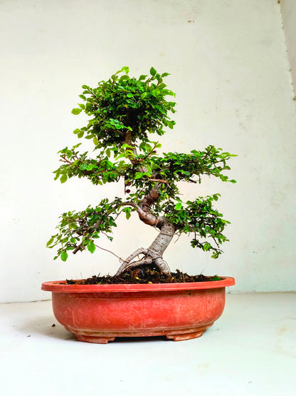 Stylish MultiCurve Chinese Elm Bonsai Tree 15 Years 45 cm PP Pot