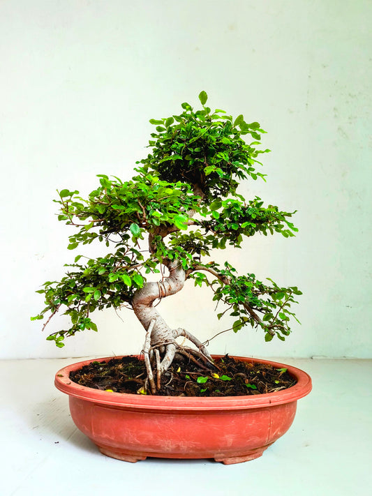 Stylish MultiCurve Chinese Elm Bonsai Tree 15 Years 45 cm PP Pot