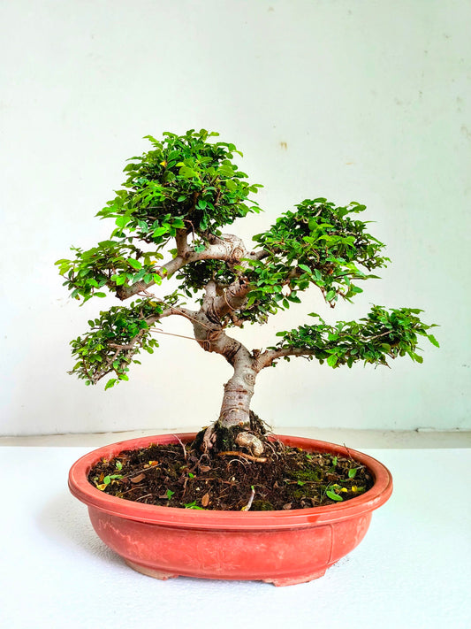 Stylish MultiCurve Chinese Elm Bonsai Tree 15 Years 45 cm PP Pot