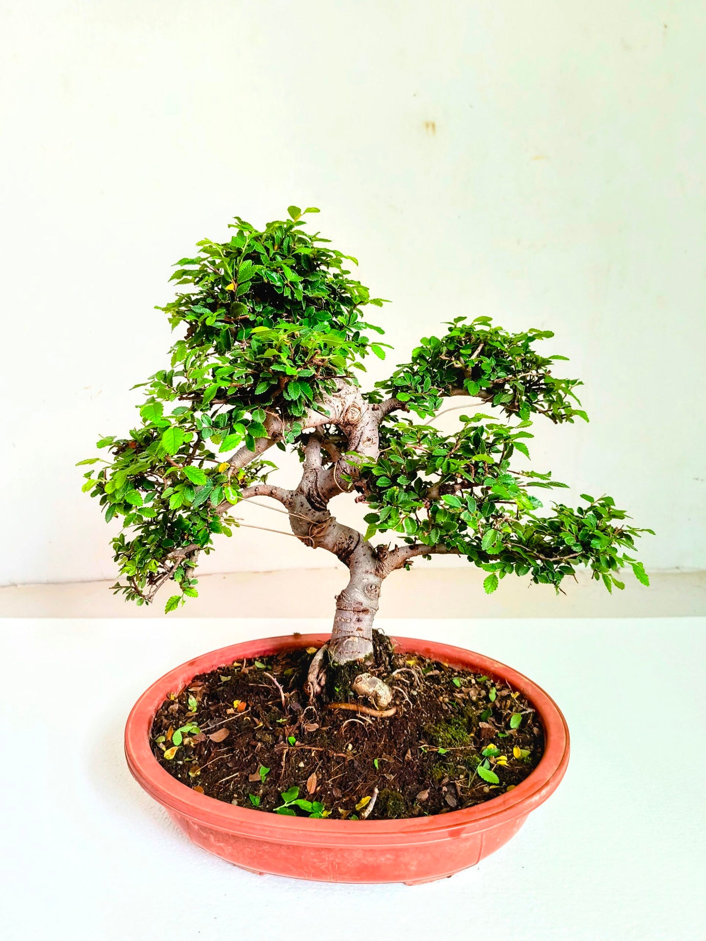 Stylish MultiCurve Chinese Elm Bonsai Tree 15 Years 45 cm PP Pot