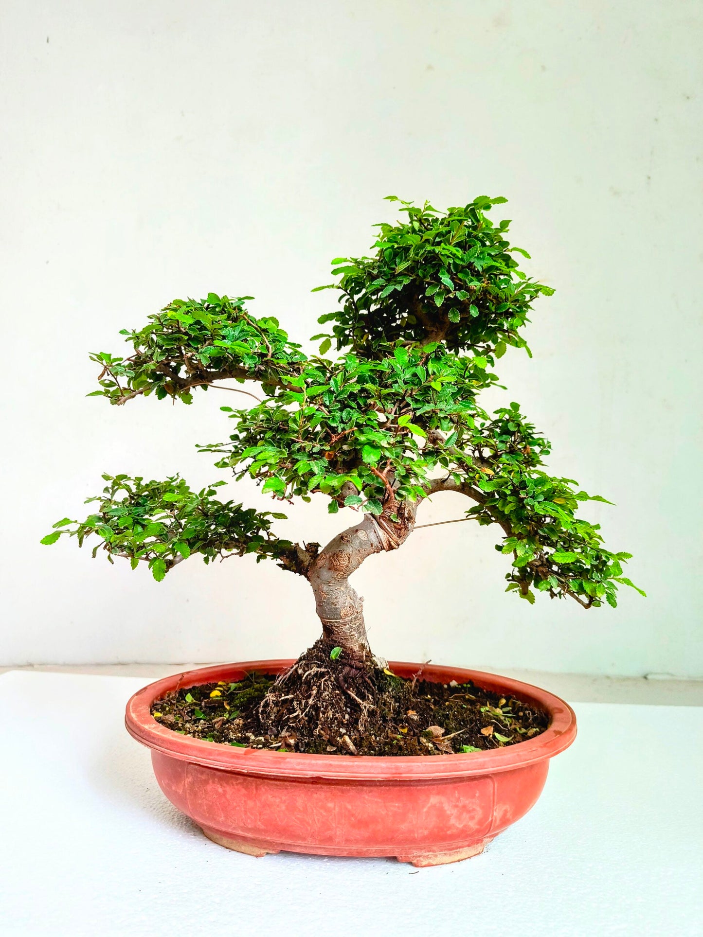 Stylish MultiCurve Chinese Elm Bonsai Tree 15 Years 45 cm PP Pot