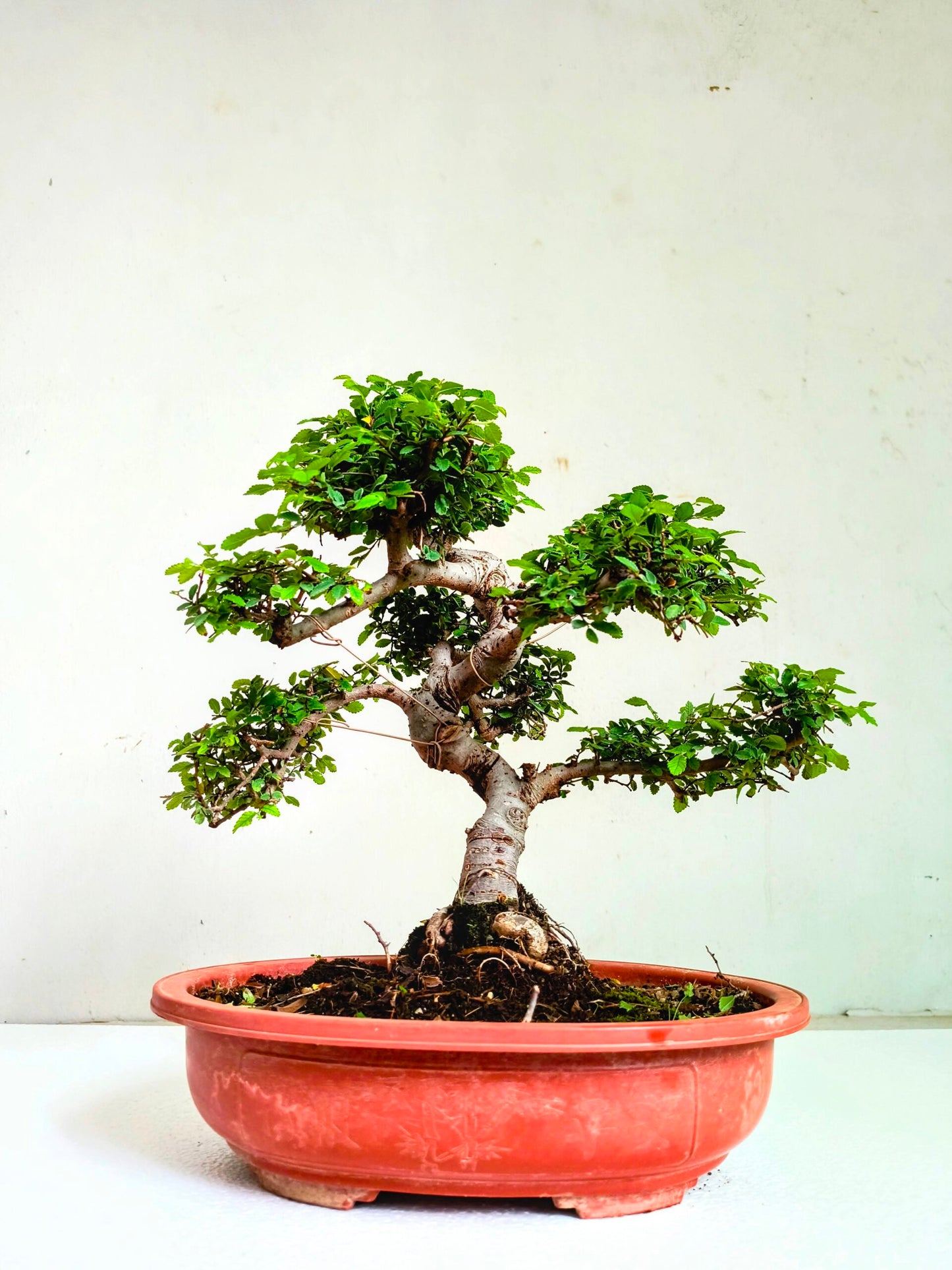 Stylish MultiCurve Chinese Elm Bonsai Tree 15 Years 45 cm PP Pot