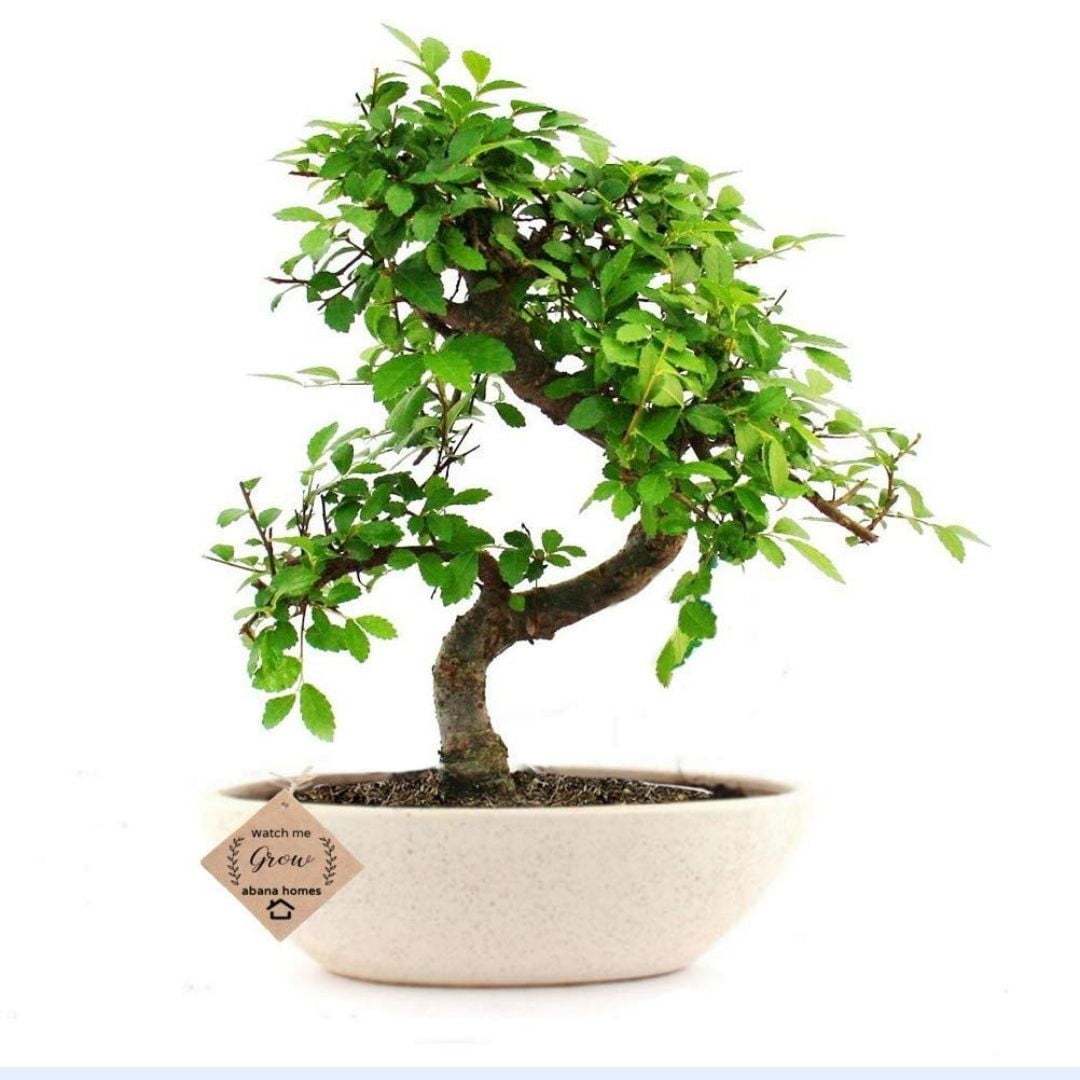 Chinese Elm Bonsai Plant 5 Years 25 cm