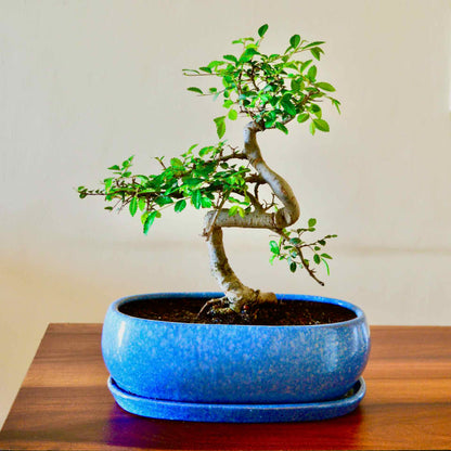 Chinese Elm Bonsai Plant 5 Years Old with Tray