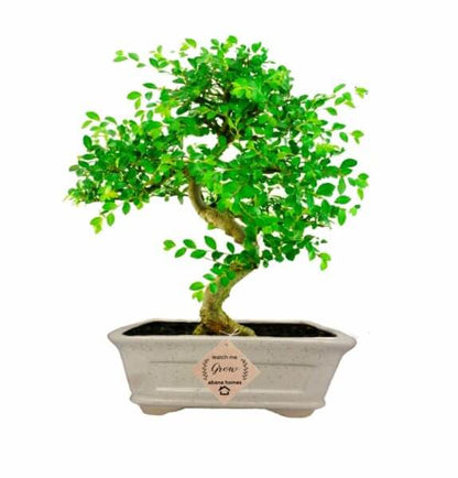 Buy Chinese Elm Bonsai Plant 5 years 25 cm - Abana Homes