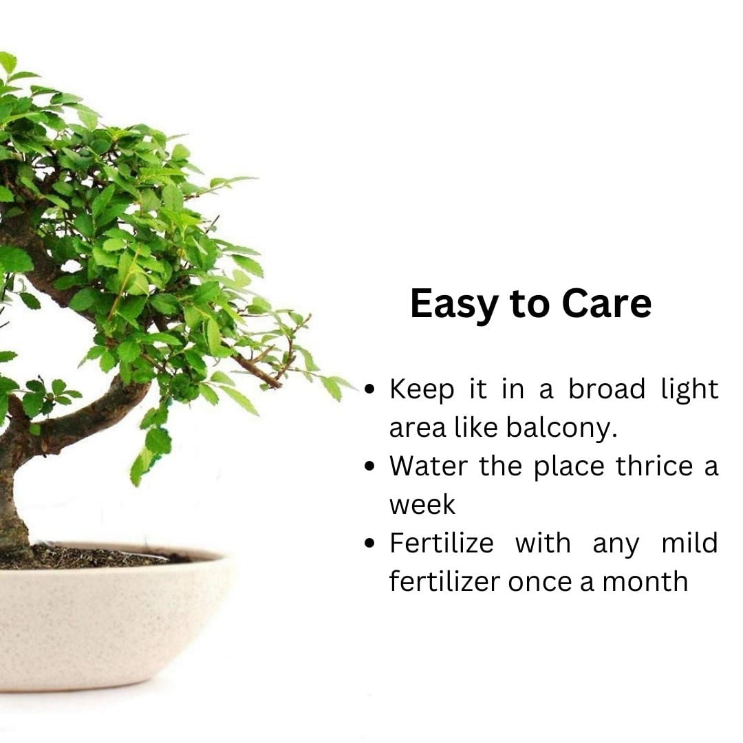 Chinese Elm Bonsai Plant 5 Years 25 cm