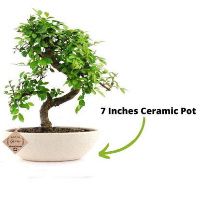 Chinese Elm Bonsai Plant 5 Years 25 cm