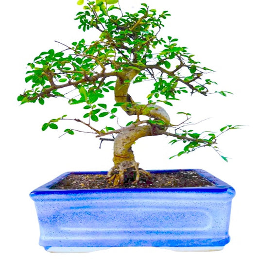 Chinese Elm Bonsai Plant 10 Years 35 CM