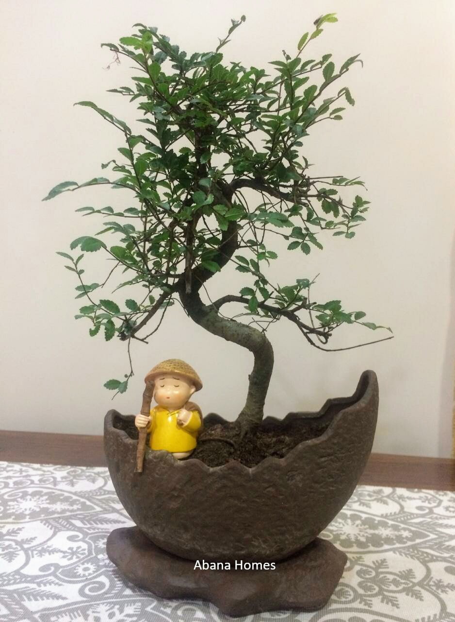 Buy Chinese Elm Bonsai Tree with Drip Tray 5 Yrs - Abana Homes