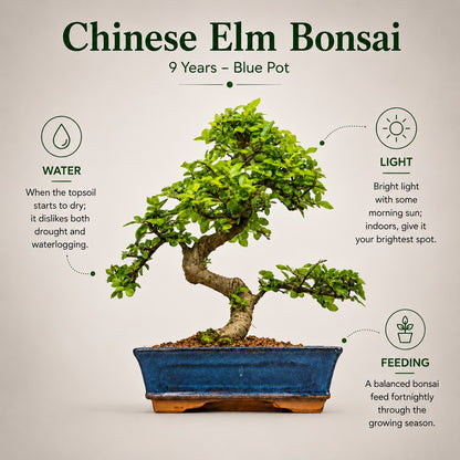 Chinese Elm Indoor Bonsai Tree – 9 Years, Blue Ceramic Pot